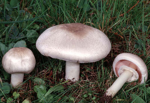 Agaricus californicus - Mushroom Species Images